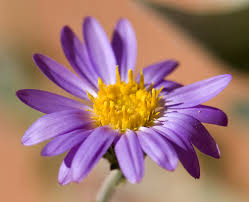 Maybe you would like to learn more about one of these? Spring 2020 Wildflower Report Red Rock Canyon Las Vegas