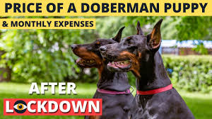 Located in grand junction in beautiful western colorado, we offer akc reg. Price Of Doberman Puppy In India After Lockdown 2021 Youtube
