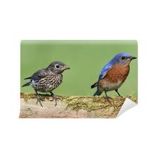 Notice baby in lower left gaping. Fototapete Mannliche Eastern Bluebird Mit Baby Pixers Wir Leben Um Zu Verandern