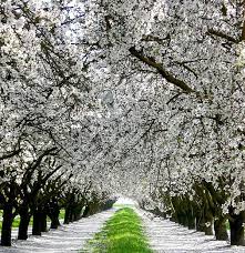 See more ideas about plants, black walnut tree, walnut tree. Walnut Tree Blossoms By Melaine Kroger Dream Garden Beautiful Tree Garden Planning