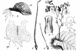 Image result for Streptocarpus hirticapsa