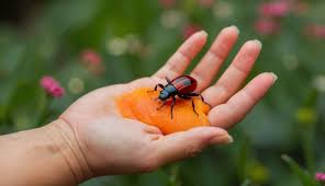 A picada da maria fedida é perigosa? Entenda os riscos e cuidados  necessários - jornalasemana.com.br