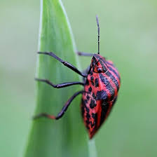 Maybe you would like to learn more about one of these? Macro Black Red Striped Bug Minstrel Bug Graphosoma Lineatum On Green Leaf Of Iris Funny Insects Entomology Gift Ma Black And Red Red Stripes Red Insects