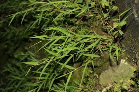 Image result for Pogonatherum