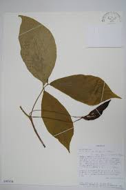 Image result for Carvalhoa campanulata