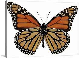 Close Up Of A Plexippus Danaus Butterfly In 2021 Monarch Butterfly Butterfly Art Insects