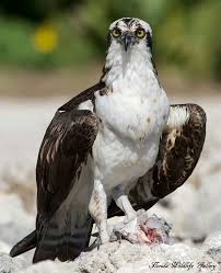 Birds Of Prey Central Florida Osprey Portrait Florida Wildlife Gallery Wildlife Nature Birds Of Prey Wildlife