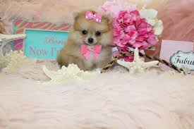 8 palatka teddy bear puppies. Elegant Teacup Pomeranians Pomeranian Puppies For Sale Classy Teacup Puppies