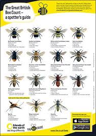 Bee Poster The Great British Bee Count Friends Of The Earth British Bees Types Of Bees Bee