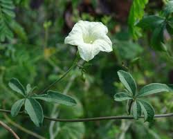 Image result for Merremia quinquefolia