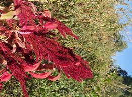 Image result for Amaranthaceae