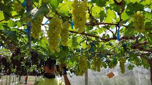 Champagne, minuman legendaris beralkohol ringan dari prancis, serta ladang anggur burgundy, mendapat status warisan dunia dari. Ladang Anggur Di Iklim Tropika Jalan Jalan