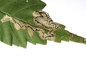 Image result for Stigmella speciosa