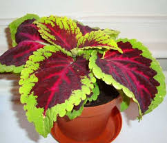 Image result for Coleus scutellarioides