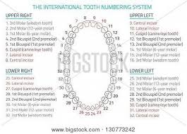 Adult International Tooth Numbering Chart Vector