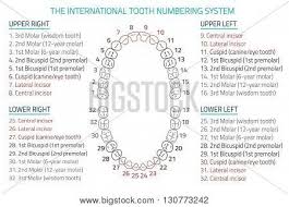 adult international tooth numbering chart vector