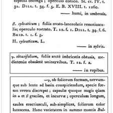 Image result for Ixora kalehensis