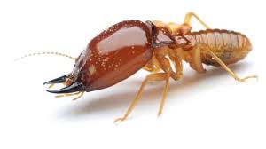 These methods are ranked from the strongest to the weakest. How To Get Rid Of Termites By Atalian Global Service Vietnam