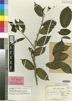 Image result for Pentadiplandra brazzeana