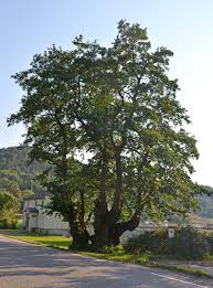 Image result for Ildblomkarse