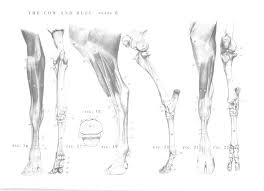 Most bones (particularly the long bones of the arms and legs — which make up the appendicular skeleton) have a hard outer shell known as cortical bone. An Atlas Of Animal Anatomy For Artists Anatomy For Artists Animal Drawings Horse Painting