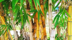 Image result for Bambusa vulgaris