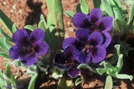 Image result for Aptosimum procumbens