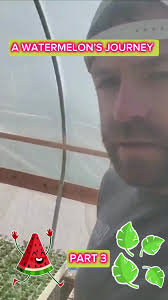 🌱🌱🍉🍉Another Watermelon Update with Farmer Brandon! We’ve got our 3rd  and 4th leaves forming, and we’re