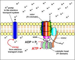 Bacterial Metabolism