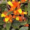 Here at gardening know how we get lots of questions, and our goal is to provide answers to those inquiries to the best of our knowledge, and this includes commonly grown houseplants like the african violet.below are the 10 most commonly asked questions about african violet plants.we hope you find the answers you are seeking here to help keep your african violet beautiful and healthy. Https Encrypted Tbn0 Gstatic Com Images Q Tbn And9gct52efhezaunza Or6f6yjhv1t7nwhulkkhauqptls Usqp Cau