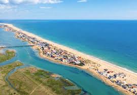 Image result for Faroa duvigneaud