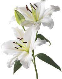11 Lily Casa Blanca Kenji Toma Photography Http Www Kenjitoma Net Soft Pastel Art Fruits Drawing Lily