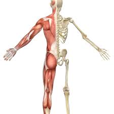 Image result for Musculoskeletal Manipulation