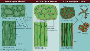 Plant cells that have had their cell wall removed. Angiosperm Ground Tissue Britannica
