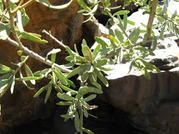 Image result for Boscia albitrunca