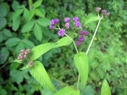 Image result for Gutenbergia cordifolia