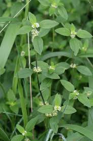 Image result for Mitracarpus