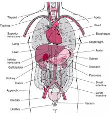Human Body Organ Positions Human Body Anatomy Anatomy