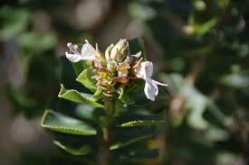 Image result for Syncolostemon flabellifolius