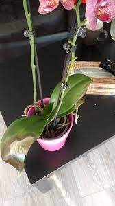 Keep your flowers fresher longer when you use clorox® bleach. Does Anyone Please Know How To Save My Orchid I Water Her Exactly As Instructed But It S Always Dry Rotting And Its Dying Slowly Gardening