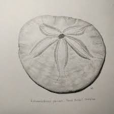 Use sand paint (recipe) or salt paint for textured finish. Ashley Smart On Twitter Sand Dollar Skeleton In Pencil Sanddollar Pencil Drawing Sciart Scientificillustration