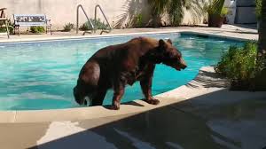 Bear Swimming In Backyard Pool Youtube