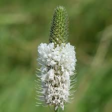 Image result for Buchnera candida