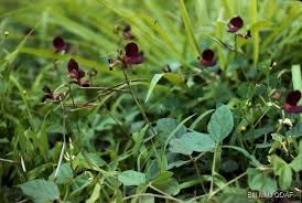 Image result for Macroptilium atropurpureum