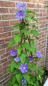 Photo Of The Entire Plant Of Morning Glory Ipomoea Mt Fuji No Monet Posted By Gerris2 National Gardening Associa Garden Vines Morning Glory Flowers Vines