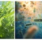 Antifouling Copper Pyrithione,Self-Polishing Resin,Zinc ...
