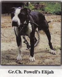 Pin By Franky Zama On Original Bulldog American Pitbull Terrier Pitbull Terrier Pitbull Dog