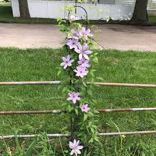 Ruppel offers fans a showier choice. Clematis Dr Ruppel Clematis Dr Ruppel Uploaded By Annieflorence