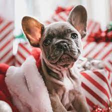 San antonio, texas is one of the fastest growing cities in texas! 1 French Bulldog Puppies For Sale In Texas Uptown