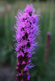 Image result for Pycnostachys schliebenii